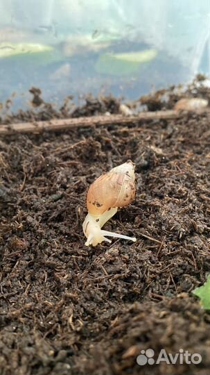 Улитки ахатины