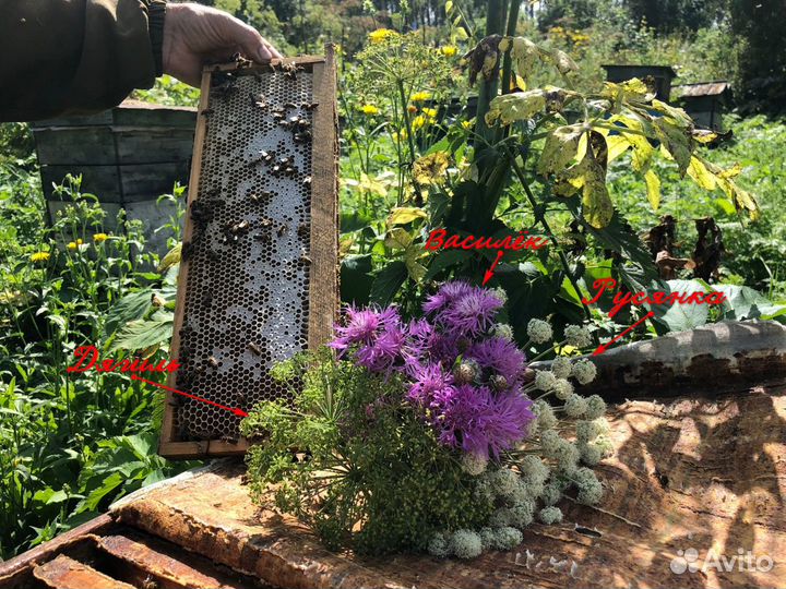 Мёд Алтайский дягилевый таёжный без посредников