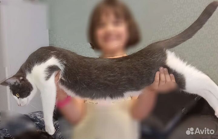 Кот кастрированный