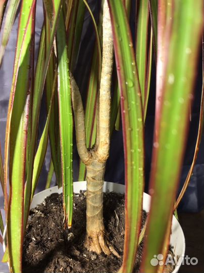 Драцена маргината