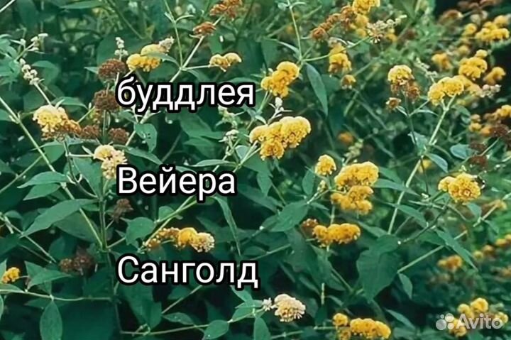 Буддлея Давида