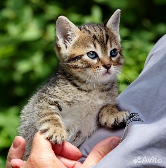 Котята в дар