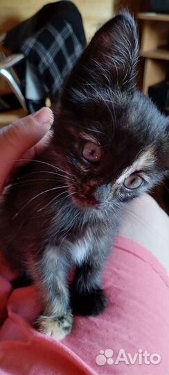 Кошка, котенок в дар бесплатно