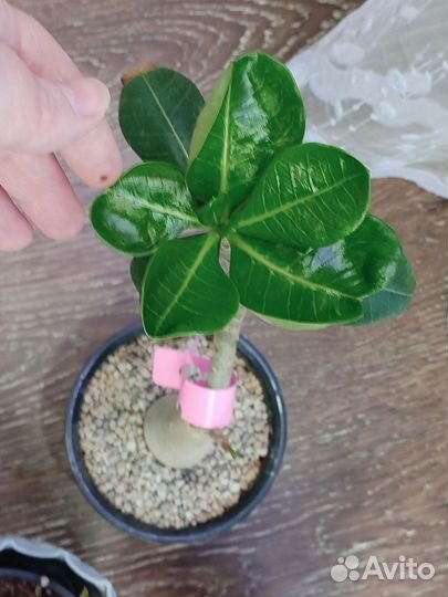 Адениумы набором