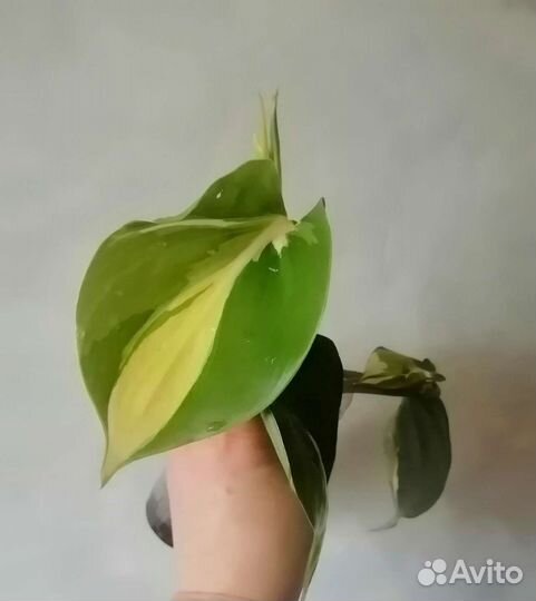 Филодендрон медиоптика триколор