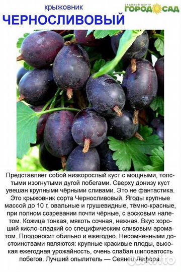 Саженцы малины, крыжовника, ч/смородины, ежевики