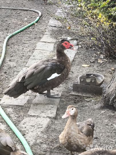 Утки шипуны