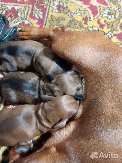 Продам щенков таксы