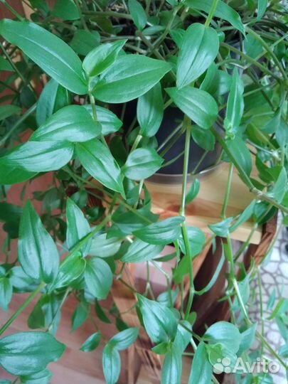 Традесканция,ранункулюсы,сциндапсус,мальва,хоста