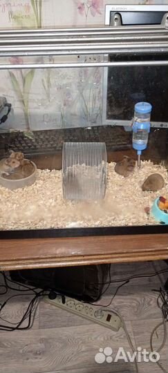 Сирийские хамики