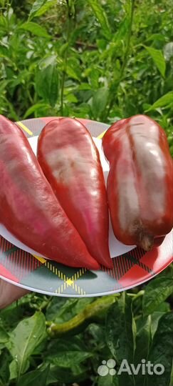 Семена сладкого перца коллекционные