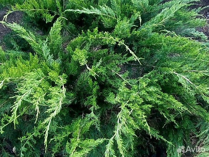 Можжевельник