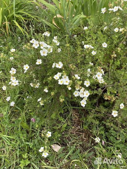 Лапчатка и др