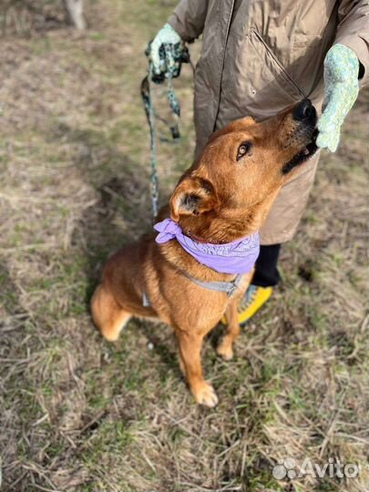 Собака в добрые руки
