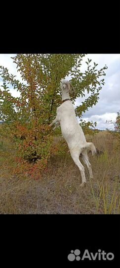 Продам молодую козу