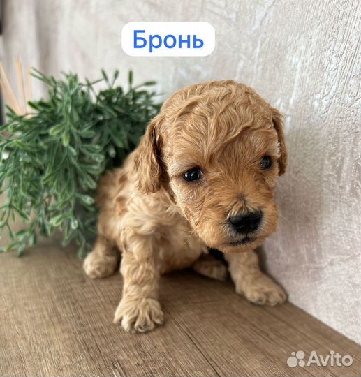 Щенки той пуделя