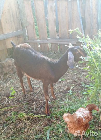 Козочка шами-нубийская