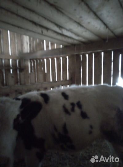 Бычки и телка