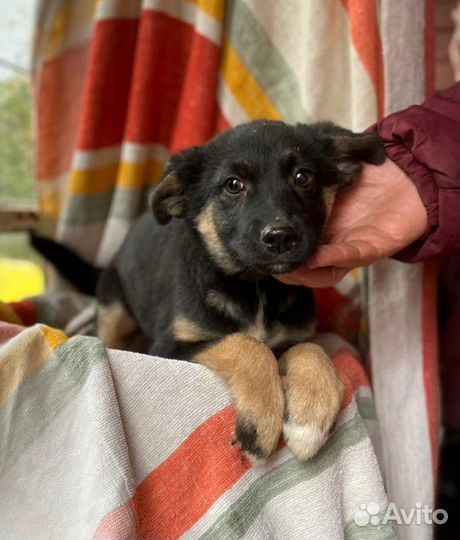 Щенок мальчик 3 мес