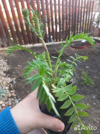 Петуния тайдал