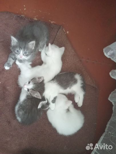 Котята в добрые руки