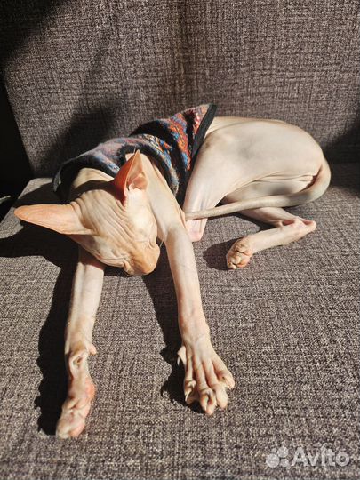 Донской сфинкс вязка