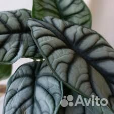 Спатифиллум, Орхидеи, Алоказии и др