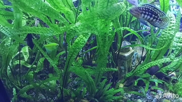 Криптокорина