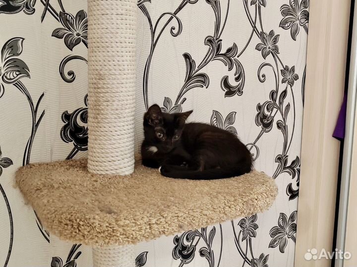 Котенок-девочка ищут дом