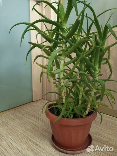 Алоэ столетник