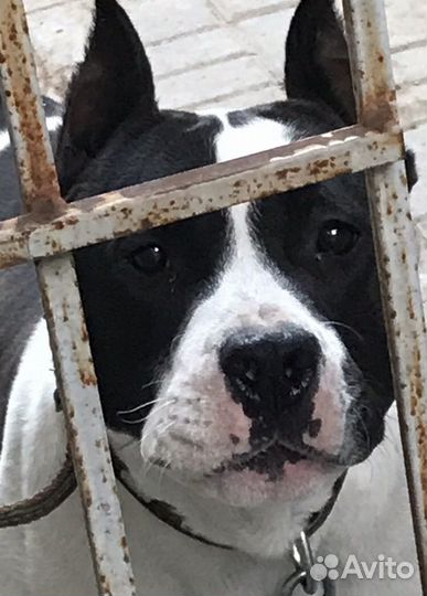 Передержка собак в домашних условиях