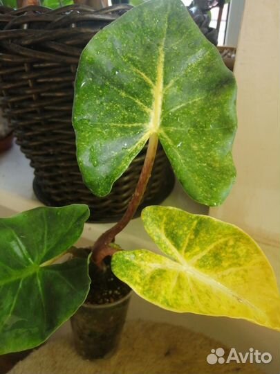 Алоказия Нью Гвинея Голд и Dragon Tail