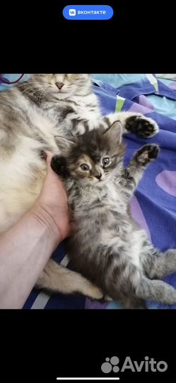 Котята в добрые руки даром