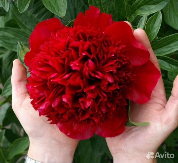 Пион сара бернар (красный) и еще сорта