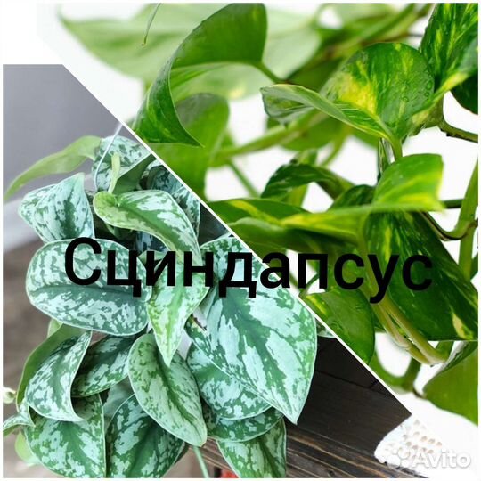 Ампельные вьющиеся лианы