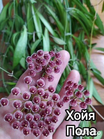 Красавицы хойи 20 сортов