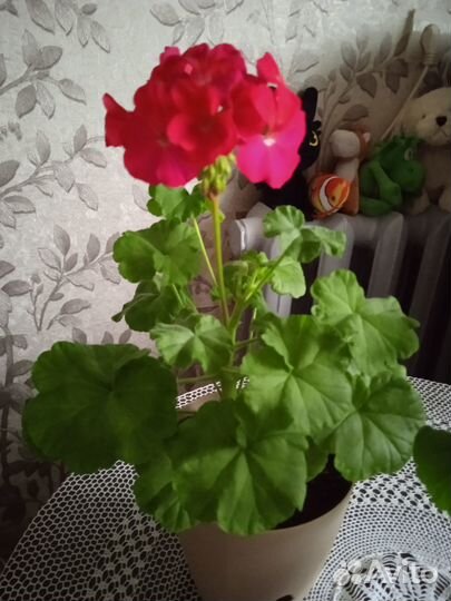 Комнатные растения цветы