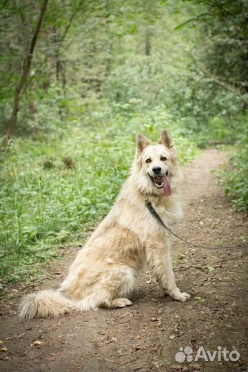 Пэтти - сладкий пирожок ищет Дом