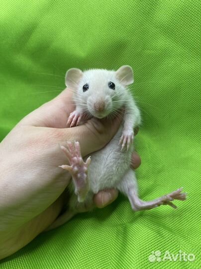 Крысята дамбо из питомника. Карточка крысенка, чек