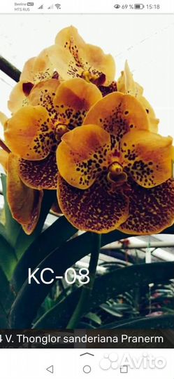 Орхидея ванда