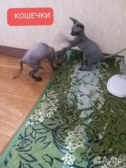 Донской сфинкс котята