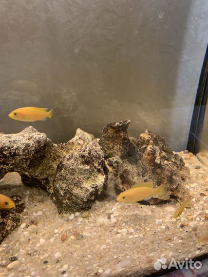 Цихлиды лабидохромис еллоу