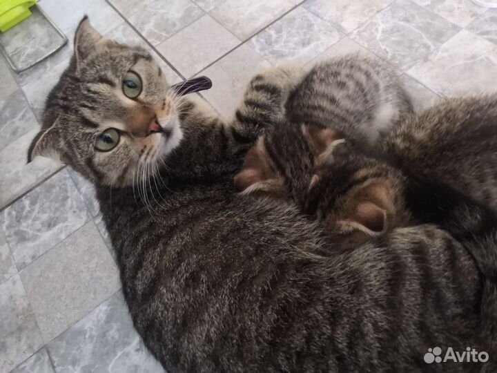 Британская вислоухая кошечка