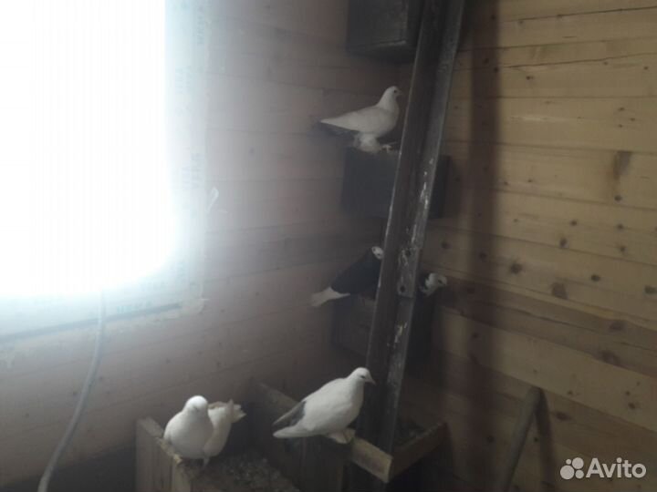 Голуби пермяки, бойные, чехи, венгры, дубовские