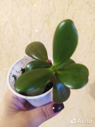 Денежное дерево. Молодило