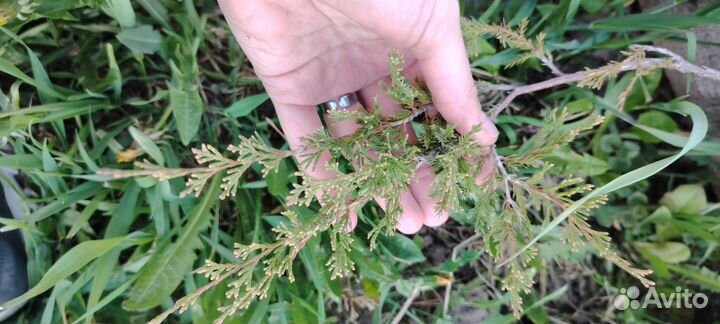 Туя саженцы