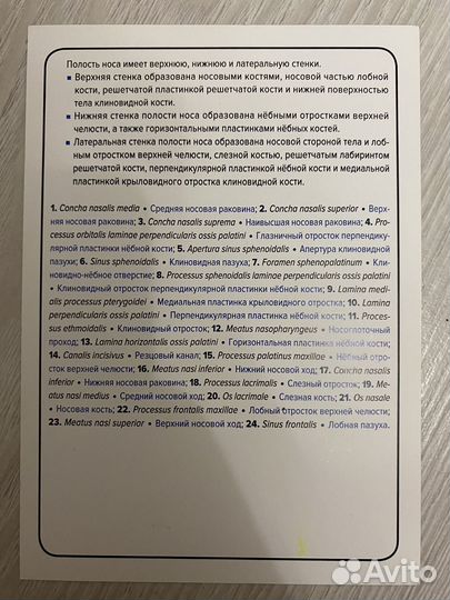 Анатомия человека карточки остеология