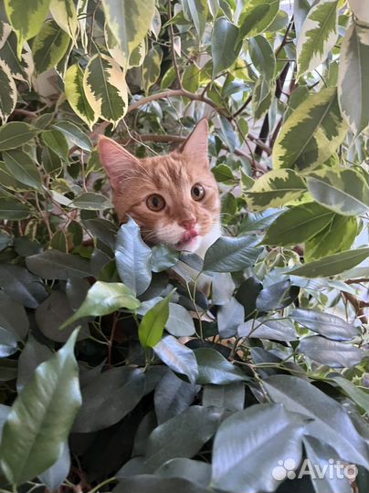 Фикусы разных сортов де Гентель