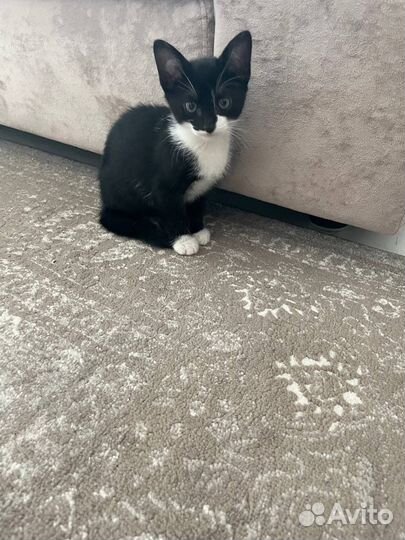 Котята в добрые руки бесплатно