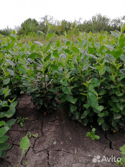 Кизильник Блестящий из Россоши